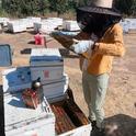 Samantha Murray, the newly selected garden coordinator of the UC Davis Bee Haven, tending bees.