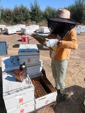 Samantha Murray, the newly selected garden coordinator of the UC Davis Bee Haven, tending bees.