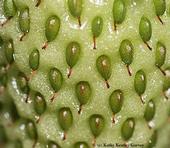 Close-up of seeds in an unripened strawberry. (Photo by Kathy Keatley Garvey)