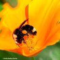 A yellow-faced bumble bee, Bombus vosnesenskii, nectaring on a California golden poppy. (Photo by Kathy Keatley Garvey)