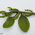 In many parts of Davis, mistletoe is missing. (Photo by Kathy Keatley Garvey)