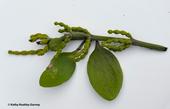 In many parts of Davis, mistletoe is missing. (Photo by Kathy Keatley Garvey)