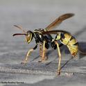 A golden paper wasp, Polistes aurier, at the UC Davis Bee Haven on Saturday. It is a native species. (Photo by Kathy Keatley Garvey)