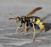 A golden paper wasp, Polistes aurier, at the UC Davis Bee Haven on Saturday. It is a native species. (Photo by Kathy Keatley Garvey)