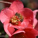 A honey bee foraging on flowering quince, a member of the rose family. (Photo by Kathy Keatley Garvey)