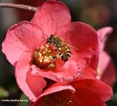 A honey bee foraging on flowering quince, a member of the rose family. (Photo by Kathy Keatley Garvey)