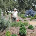 Distinguished emeritus professor of entomology, Robbin Thorp (Aug. 26, 1933-June 7, 2019), detected more than 80 species of bees in the garden. This image was taken in April 2011. (Photo by Kathy Keatley Garvey)