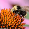 A male yellow-faced bumble bee, Bombus vosnesenskii, nectaring on a purple coneflower in Salem, Ore. (Photo by Kathy Keatley Garvey)