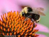 A male yellow-faced bumble bee, Bombus vosnesenskii, nectaring on a purple coneflower in Salem, Ore. (Photo by Kathy Keatley Garvey)