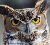 I see you! A great-horned owl at the California Raptor Center peers at visitors during a UC Davis Biodiversity Museum Day. (Photo by Kathy Keatley Garvey)