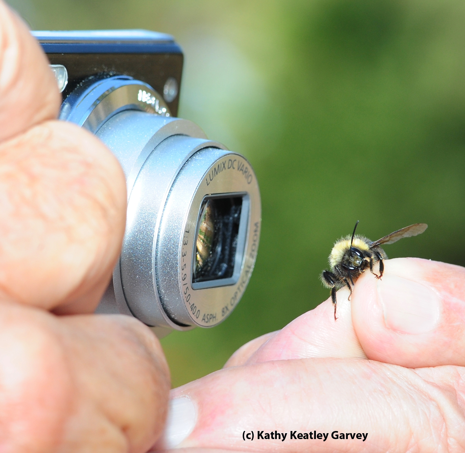 Eureka! A Western Bumble Bee - Bug Squad - ANR Blogs