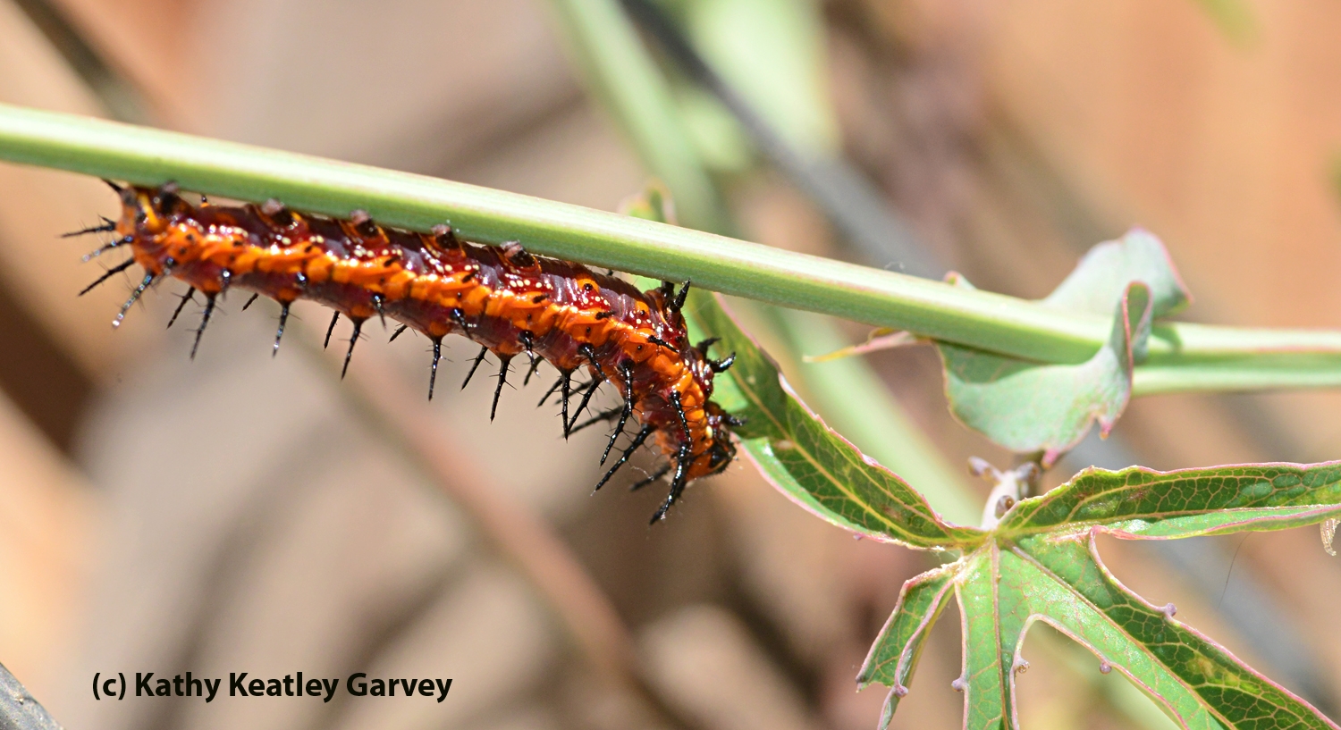 The Very Hungry (And Very Striking) Caterpillars - Bug Squad - ANR ...
