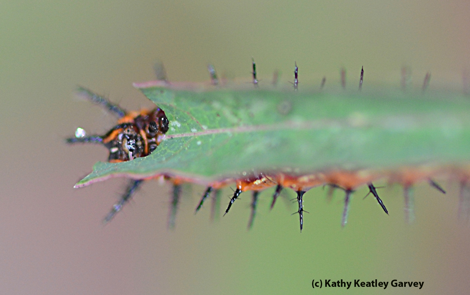 The Very Hungry And Very Striking Caterpillars Bug Squad Anr Blogs
