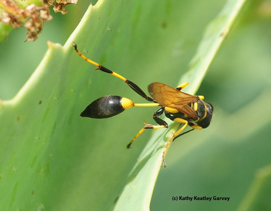 Now That's a Wasp Waist! - Bug Squad - ANR Blogs
