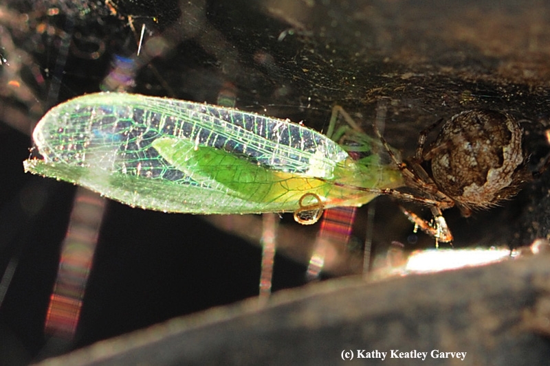 GREEN LACEWINGS Attracting and Information About Them