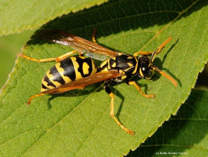 Now That's a Wasp Waist! - Bug Squad - ANR Blogs