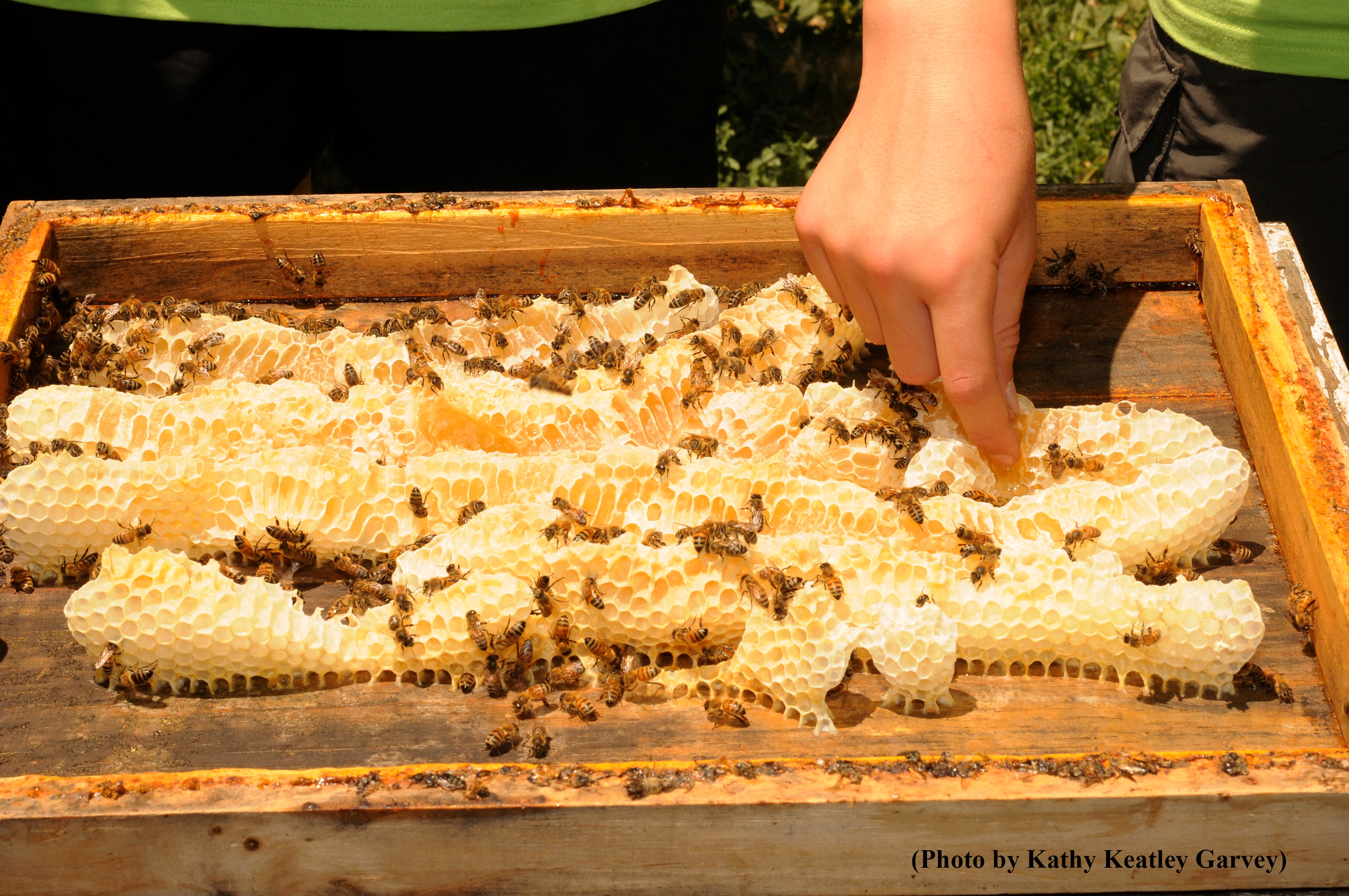 If Honey Is Bee Vomit, What Is Honeycomb? - Organic Authority