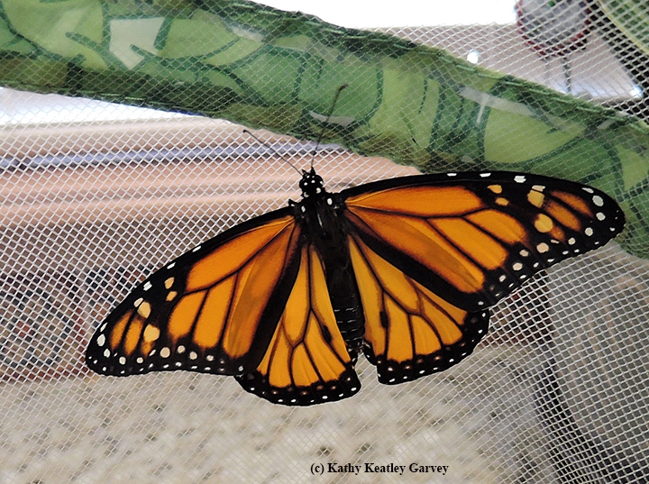 Releasing My First Monarch Butterfly