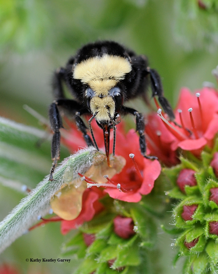 Bee Spotlight: Yellow-Faced Bumblebee — Bee & Bloom