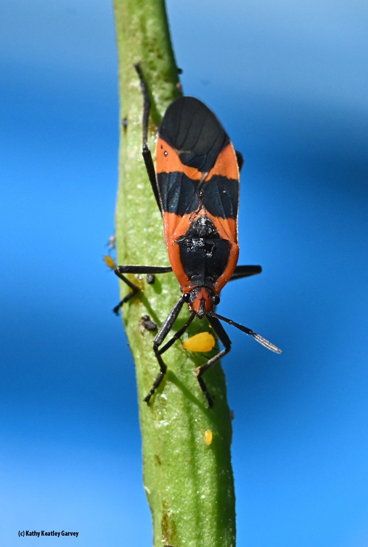 Will Milkweed Bugs Eat Aphids Bug Squad Anr Blogs