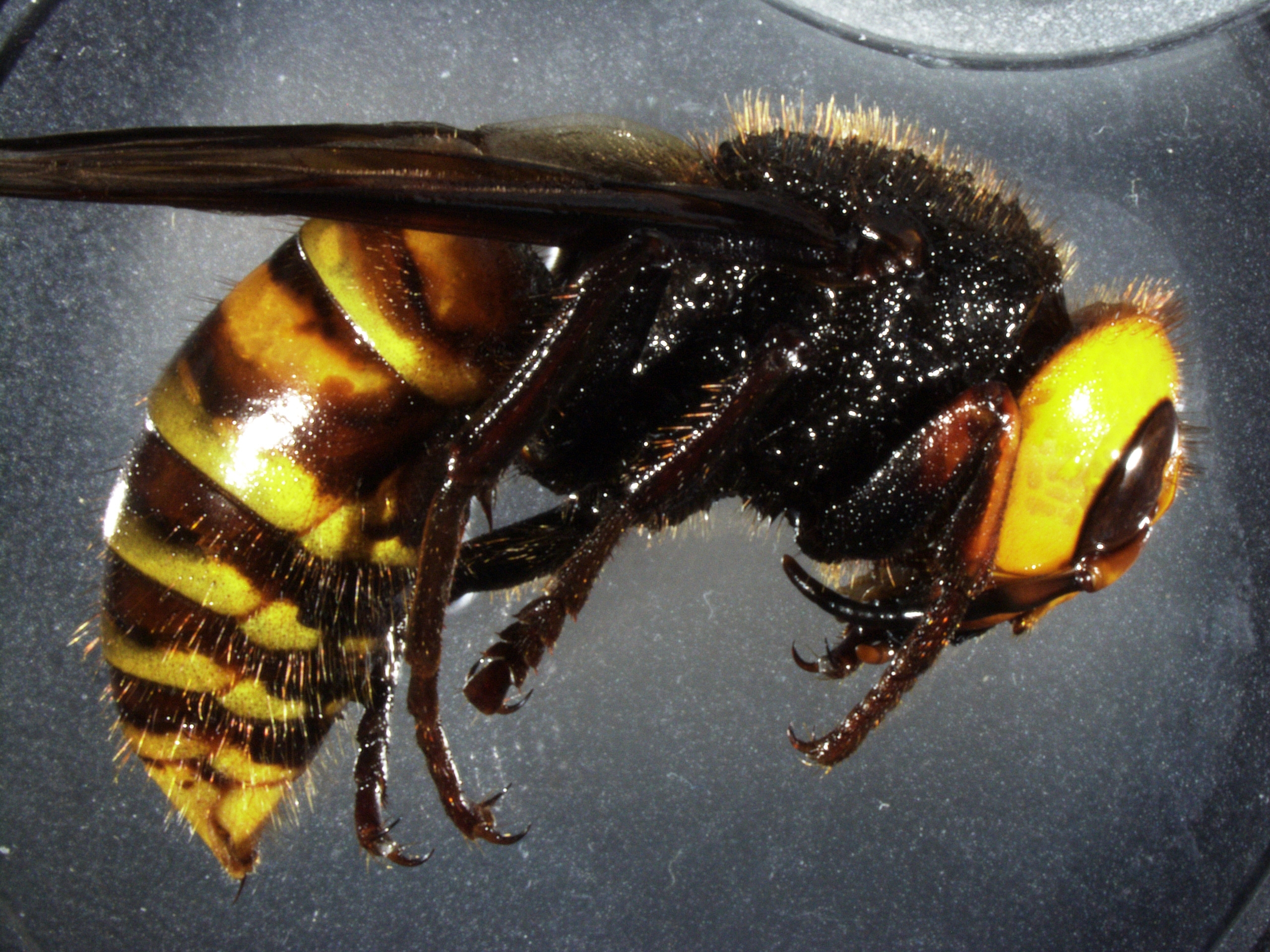 About Those Asian Giant Hornets - Bug Squad - ANR Blogs