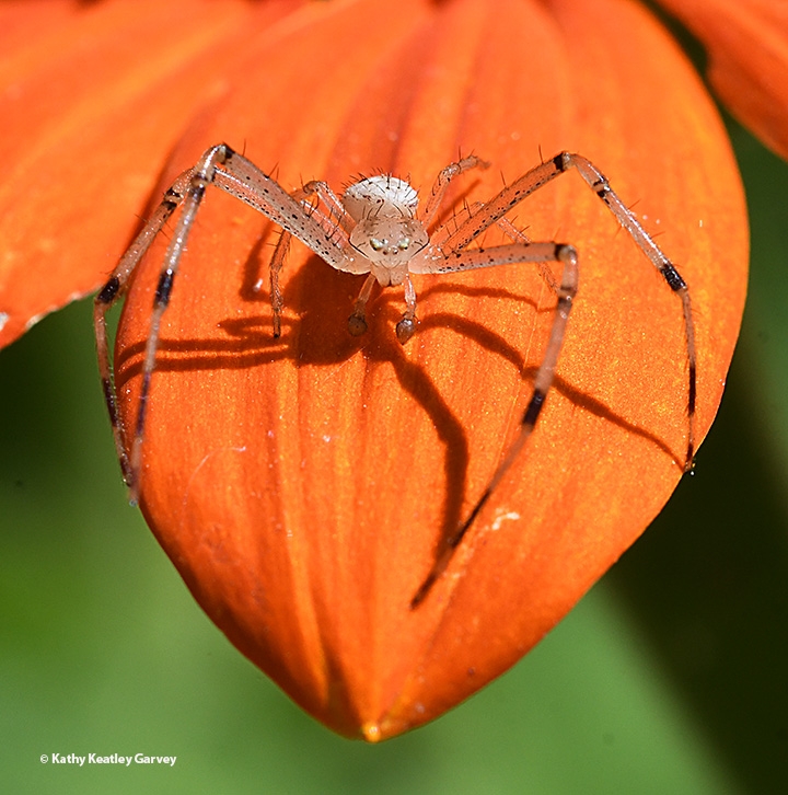 Rethinking Spider Legs - Under the Solano Sun - ANR Blogs