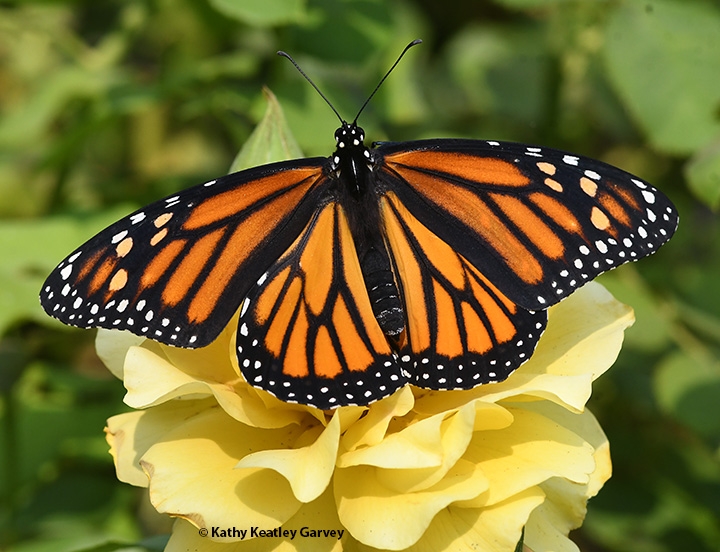 Monarchs' wings yield clues to their birthplaces
