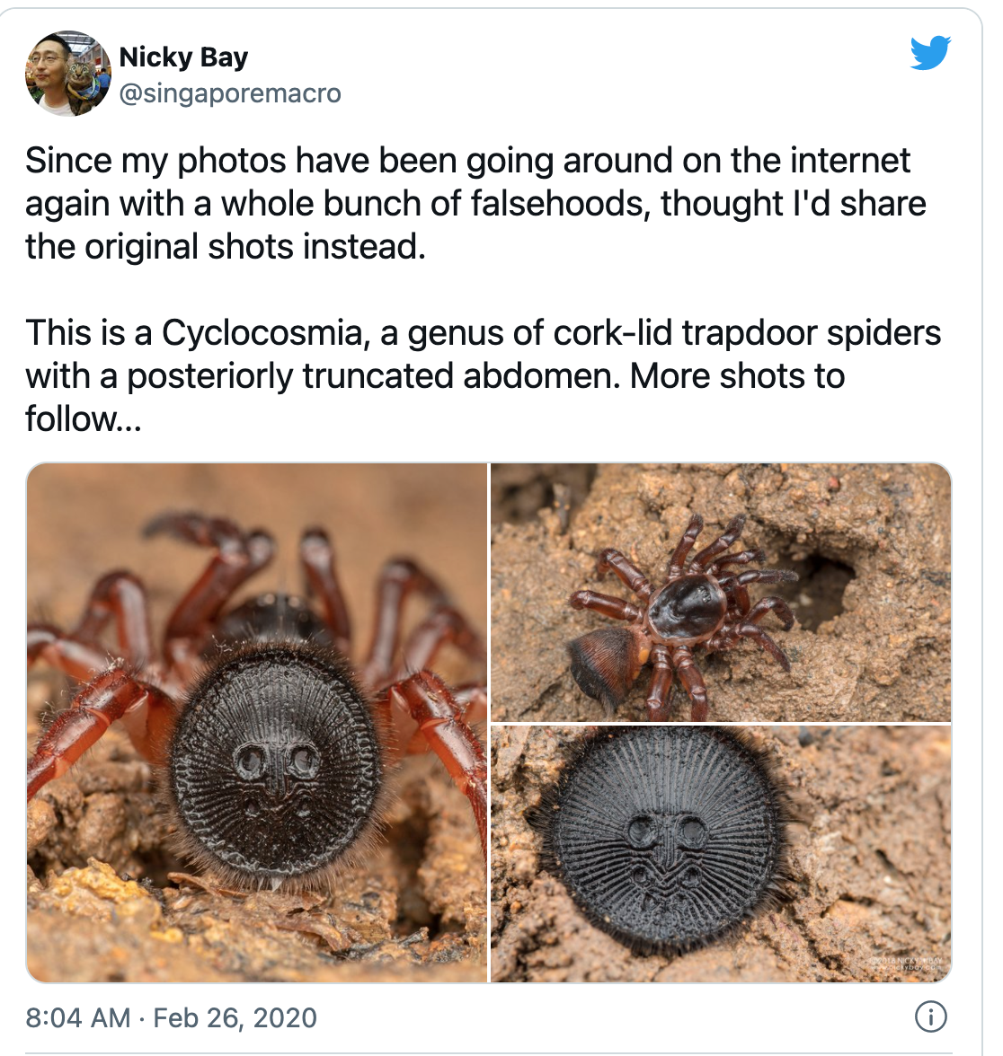 small non poisonous spider bites