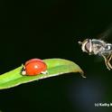 A syrphid fly, a female Scaeva pyrastri, hovers over an Asian lady beetle (Harmonia axyridis). (Photo by Kathy Keatley Garvey)