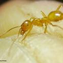 This is the species (Lasius nr. atopus) that inspired the initial stages of the UC Davis project. (Photo by Matthew  Prebus)