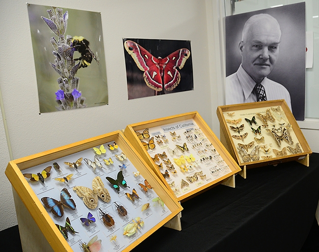 Scene from a recent Bohart Museum of Entomology Moth Night. The portrait is of UC Davis entomologist Richard Bohart, for whom the Bohart Museum is named. (Photo by Kathy Keatley Garvey)