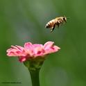 A honey bee, Apis mellifera, leaving a zinnia. (Photo by Kathy Keatley Garvey)