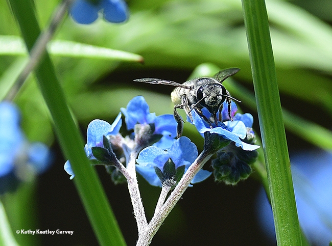 A leafcutter bee, family Megachilidae, peers at the photographer. 