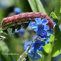 A tobacco budworm, Heliothis virescens, munching on Chinese forget-me-nots in a Vacaville garden. (Photo by Kathy Keatley Garvey)