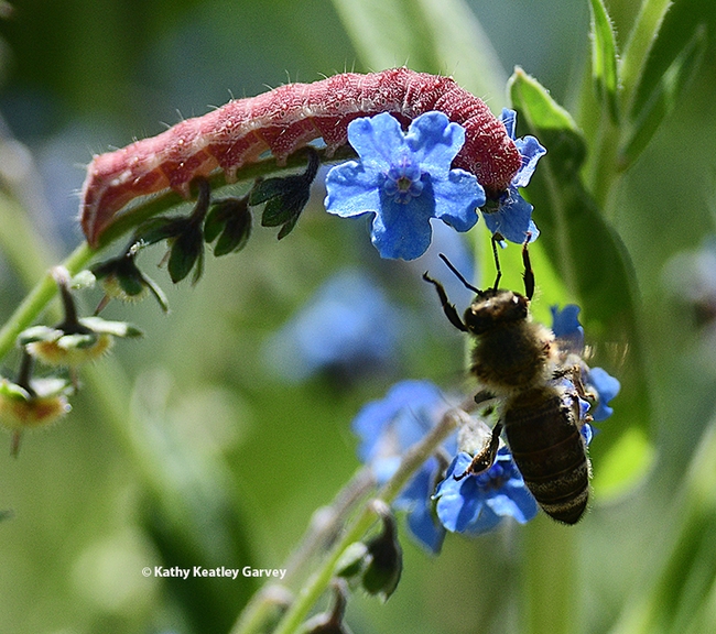 A honey bee arrives and wants the same flower that the tobacco budworm is munching on. (Photo by Kathy Keatley Garvey)