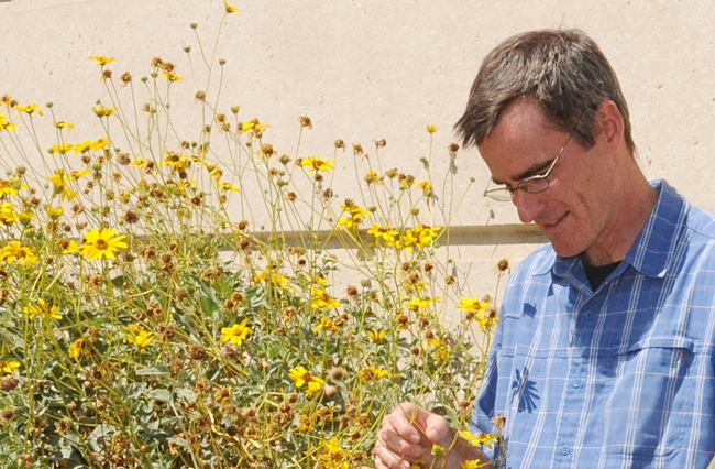 UC Davis pollination ecologist Neal Williams is one of the featured speakers at an international symposium. (Photo by Kathy Keatley Garvey)