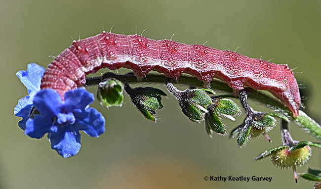 A tobacco budworm munching a Chinese forget-me-not. (Photo by Kathy Keatley Garvey)