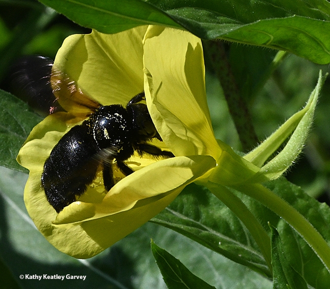 The Valley carpenter bee slides inside the evening primrose. (Photo by Kathy Keatley Garvey)