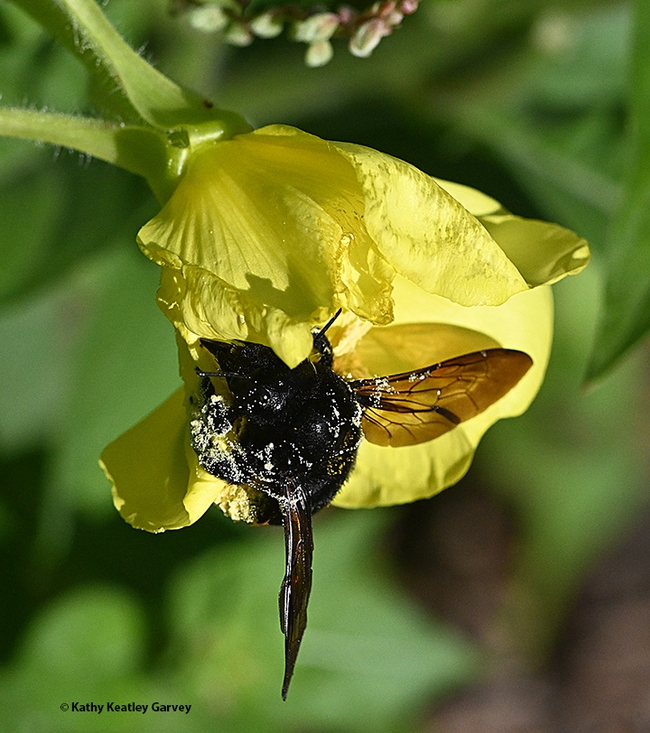 The Valley carpenter bee rolling in the pollen of the evening primrose. Note the metallic wings. (Photo by Kathy Keatley Garvey)