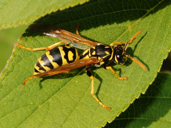 European paper wasp (Polistes dominulus. (Photo by Kathy Keatley Garvey)