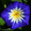 The dwarf morning glory, Convolvulus tricolor, putting on a show. (Photo by Kathy Keatley Garvey)