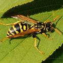 European paper wasp (Polistes dominulus). (Photo by Kathy Keatley Garvey)