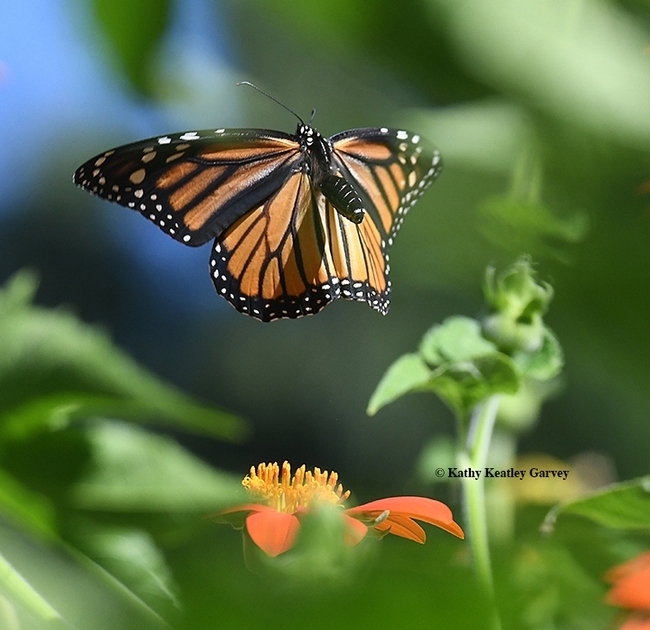 A monarch lifts off from a Mexican sunflower, Tithonia rotundifola, in a Vacaville garden. (Photo by Kathy Keatley Garvey)
