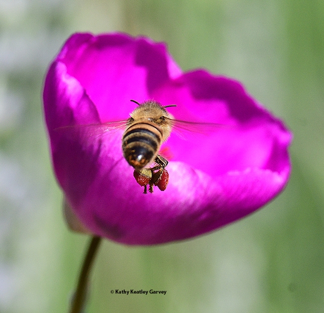 A little adjustment of her pollen load and the honey bee reaches a rock purslane blossom. (Photo by Kathy Keatley Garvey)
