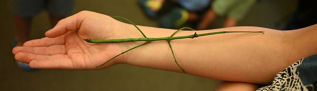 One of the most popular insects: a Great Thin Stick Insect (Ramulus nenatodes). (Photo by Kathy Keatley Garvey)