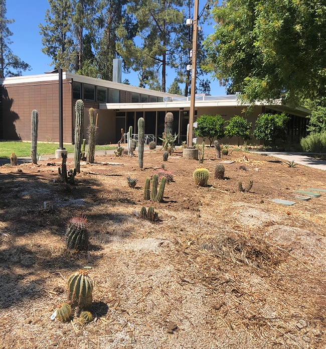 A garden in progress...A new addition to the Joseph and Emma Lin Biological Orchard and Garden at UC Davis is a cacti/succulent garden. (Photo by Kathy Keatley Garvey)