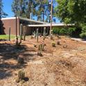 A garden in progress...A new addition to the Joseph and Emma Lin Biological Garden at UC Davis is a cacti/succulent garden. (Photo by Kathy Keatley Garvey)