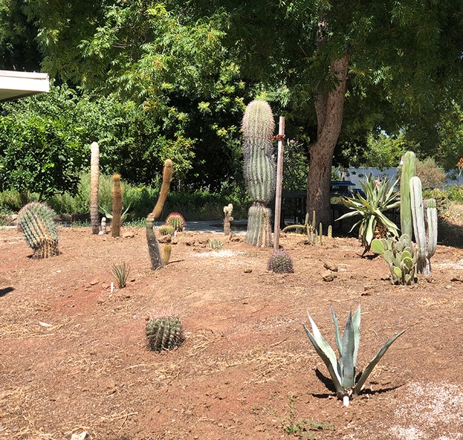 Cacti are thriving in the Joseph and Emma Lin Biological Orchard and Garden at UC Davis. (Photo by Kathy Keatley Garvey)