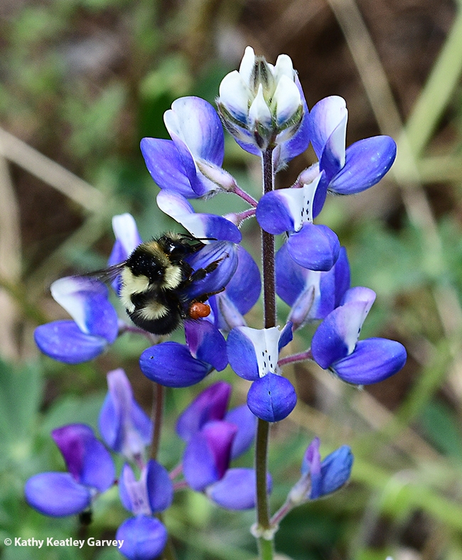 A black-tailed bumble bee, Bombus melanopygus, nectaring on a lupine in a portion of the Joseph and Emma Lin Biological Garden. (Photo by Kathy Keatley Garvey)