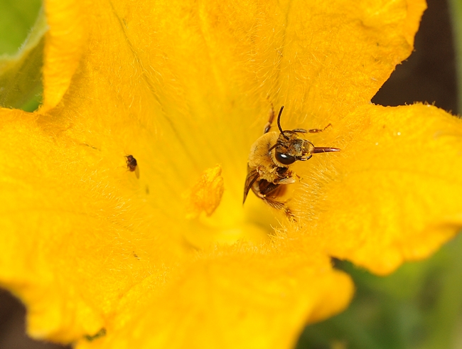 Squash bee (genus Peponapis) on squash. (Photo by Kathy Keatley Garvey)